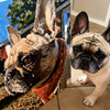 Custom kit  - ANIMALS