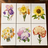 Pack 6 Mini Lienzos - Flores 2
