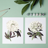 Peonies  - Sheets Pintar Números